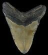 Bargain, Megalodon Tooth - North Carolina #67102-1